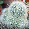 Vai alla scheda di Mammillaria senilis