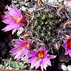 Vai alla scheda di Mammillaria sheldonii