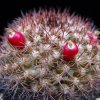 Vai alla scheda di Mammillaria simplex