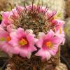 Vai alla scheda di Mammillaria sinaloensis