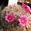 Vai alla scheda di Mammillaria sinforosensis