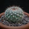 Vai alla scheda di Mammillaria sinforosensis ssp. cobrensis