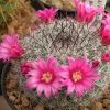 Vai alla scheda di Mammillaria sinforosensis ssp. marionae