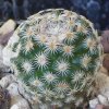 Vai alla scheda di Mammillaria solisioides