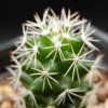 Vai alla scheda di Mammillaria sphacelata