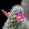 Vai alla scheda di Mammillaria sphacelata ssp. viperina