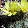 Vai alla scheda di Mammillaria sphaerica