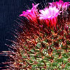 Vai alla scheda di Mammillaria spinosissima cv. rubra
