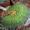 Vai alla scheda di Mammillaria spinosissima f. cristata cv. un pico