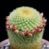 Vai alla scheda di Mammillaria spinosissima ssp. pilcayensis