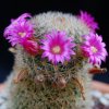 Vai alla scheda di Mammillaria spinosissima ssp. pilcayensis v. crocidiata