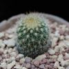 Vai alla scheda di Mammillaria spinosissima v. flava