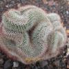 Vai alla scheda di Mammillaria spinosissima v. rubrispina f. cristata