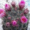 Vai alla scheda di Mammillaria stampferi