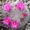 Vai alla scheda di Mammillaria standleyi