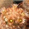 Vai alla scheda di Mammillaria stella-de-tacubaya