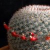 Vai alla scheda di Mammillaria supertexta