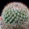 Vai alla scheda di Mammillaria supraflumen