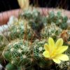 Vai alla scheda di Mammillaria surculosa