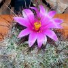 Vai alla scheda di Mammillaria swinglei