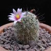 Vai alla scheda di Mammillaria swinglei forma