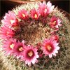 Vai alla scheda di Mammillaria tayloriorum