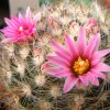 Vai alla scheda di Mammillaria tepexicensis