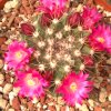 Vai alla scheda di Mammillaria tesopacensis