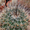 Vai alla scheda di Mammillaria tesopacensis v. papasquiarensis