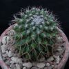 Vai alla scheda di Mammillaria tetracantha