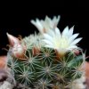 Vai alla scheda di Mammillaria tezontle