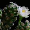 Vai alla scheda di Mammillaria theresae f. albiflora