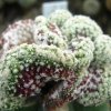 Vai alla scheda di Mammillaria theresae f. cristata