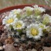 Vai alla scheda di Mammillaria thomsonii