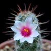 Vai alla scheda di Mammillaria thornberi