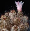 Vai alla scheda di Mammillaria thornberi ssp. yaquensis