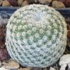 Vai alla scheda di Mammillaria tlalocii