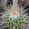 Vai alla scheda di Mammillaria tolimensis