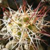 Vai alla scheda di Mammillaria tonalensis