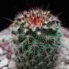 Vai alla scheda di Mammillaria umbrina