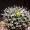 Vai alla scheda di Mammillaria uncinata