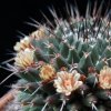 Vai alla scheda di Mammillaria vagaspina