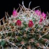 Vai alla scheda di Mammillaria vallensis v. brevispina