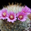 Vai alla scheda di Mammillaria variabilis