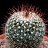 Vai alla scheda di Mammillaria varieaculeata