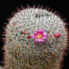 Vai alla scheda di Mammillaria vaupelii