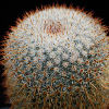 Vai alla scheda di Mammillaria vaupelii v. flavispina