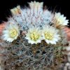 Vai alla scheda di Mammillaria vergelensis