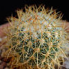 Vai alla scheda di Mammillaria verticealba v. zacatecasensis