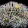 Vai alla scheda di Mammillaria vetula